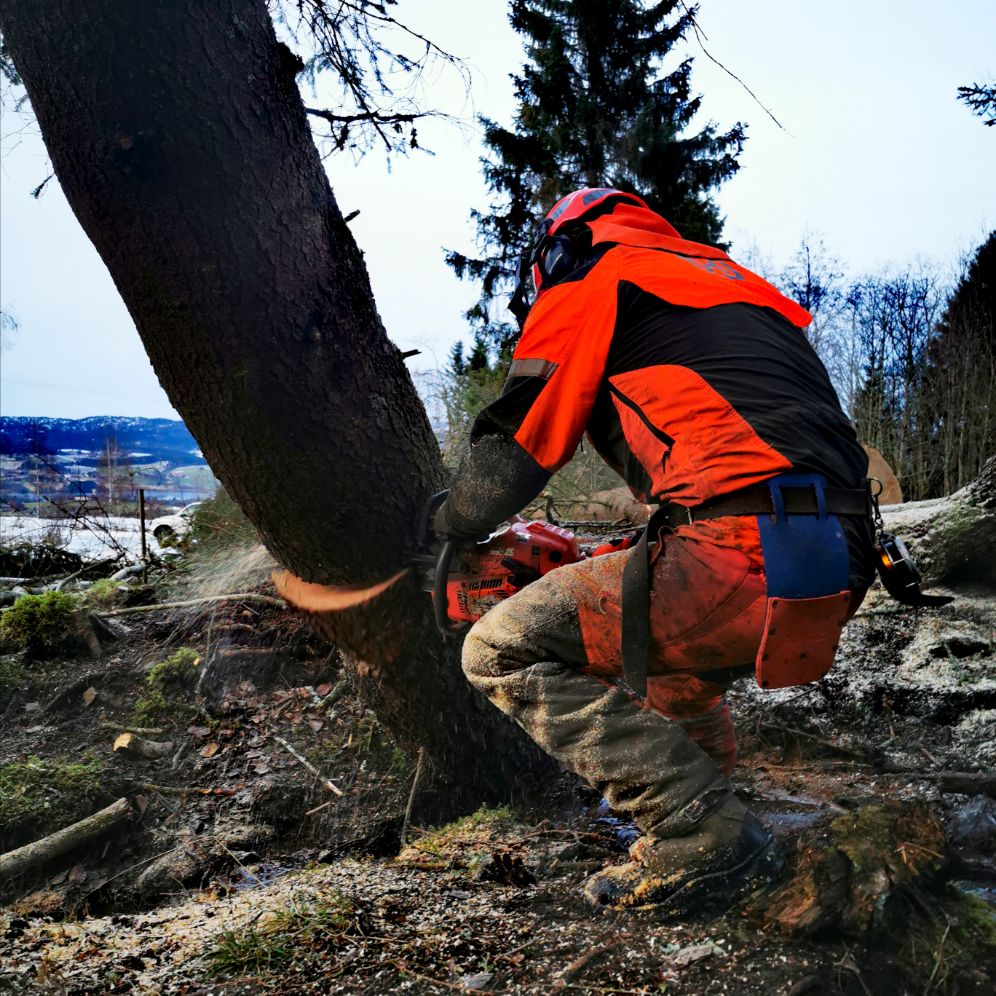 Fremtidsskog_felling