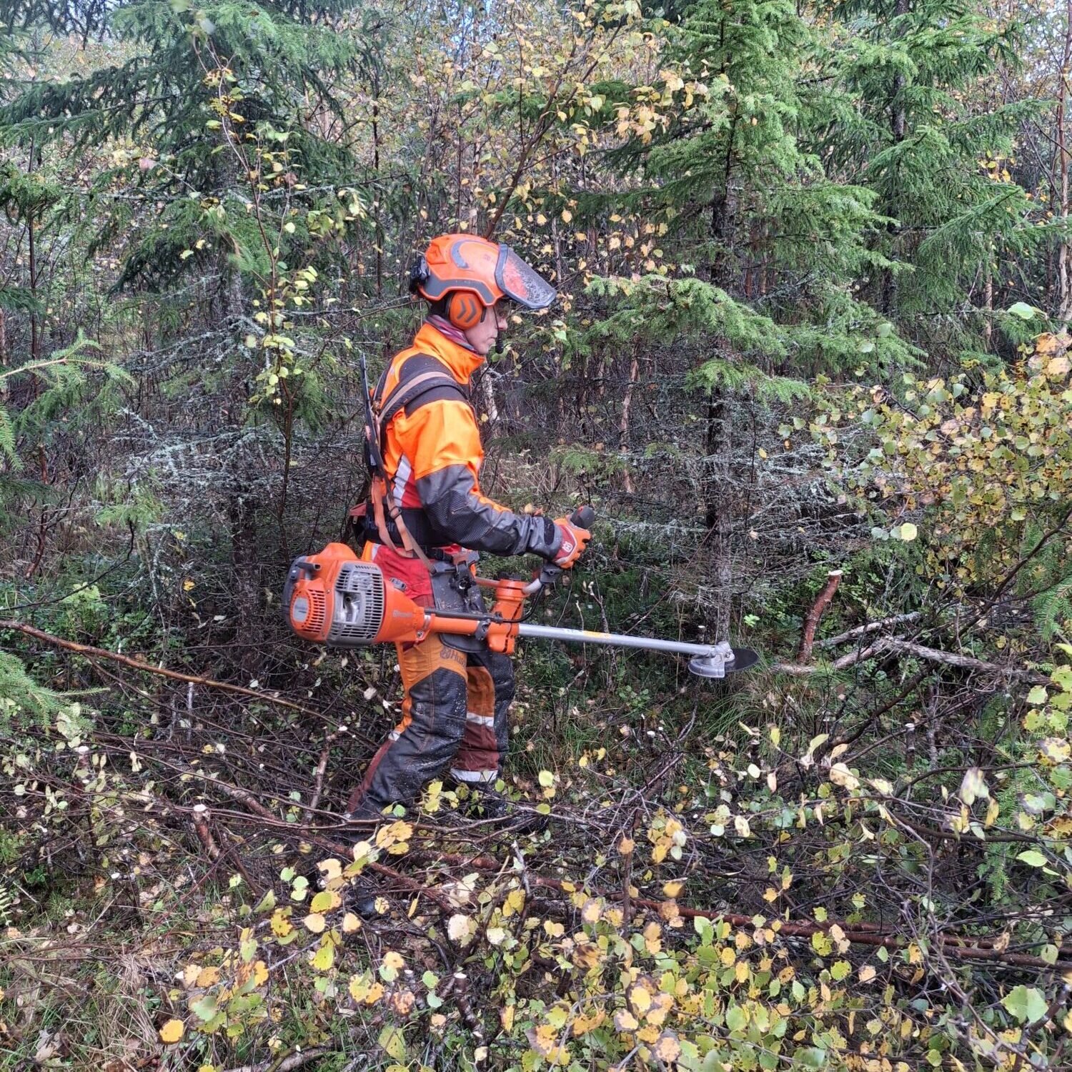 Fremtidsskog_20240927_103621